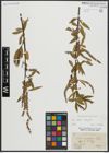 Foto von Salix alba L. x Salix fragilis L.